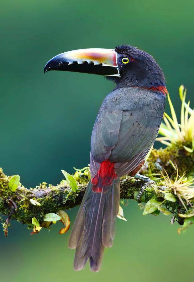 Tifakara Boutique Hotel & Birding Oasis La Fortuna Εξωτερικό φωτογραφία